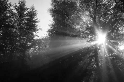 wald schwarz weiss