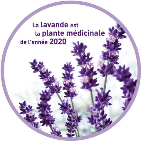 La lavande