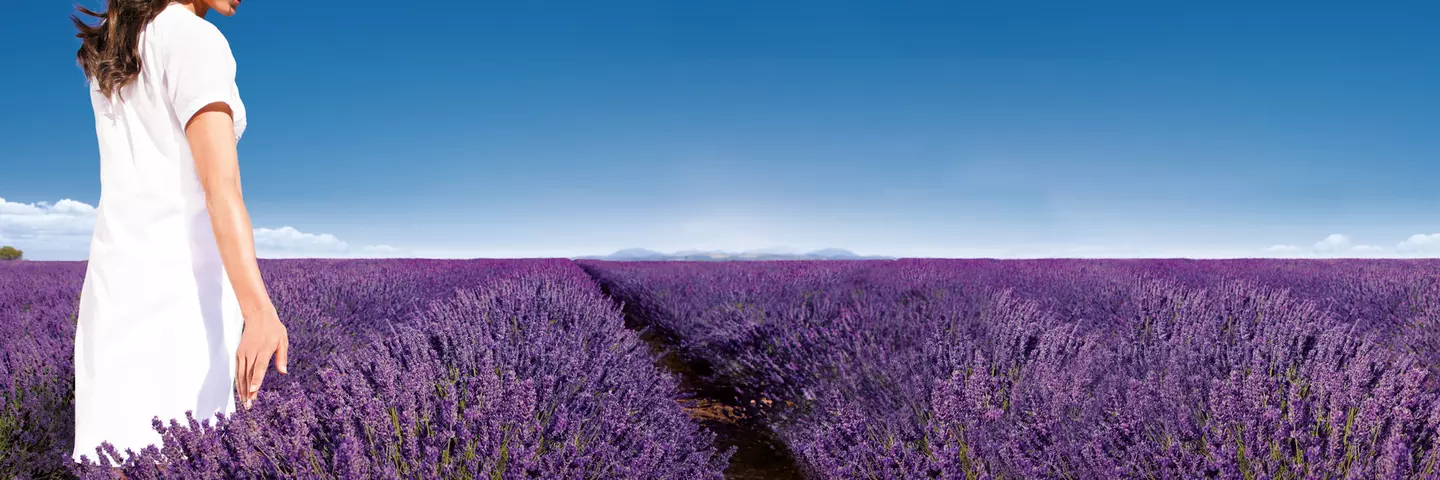 lasea-lavende