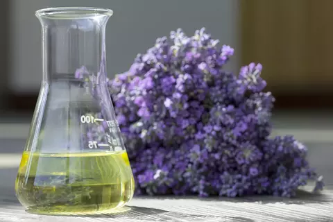 Lavendelöl und Lavendelblüten