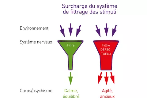 Lasea-filtre-réponse-système-limbique-cerveau