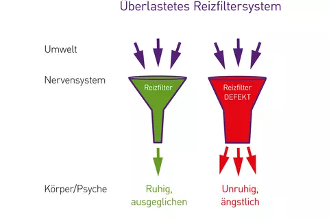 Lasea-reizfilter-limbisches-system-gehirn