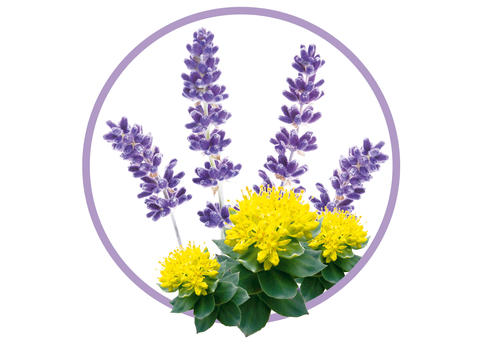 Lavendel_Rosenwurz